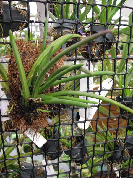 Leptotes bicolor.jpg
