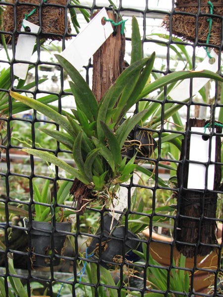 Oncidium (Tolumnea) Popoki Red.jpg