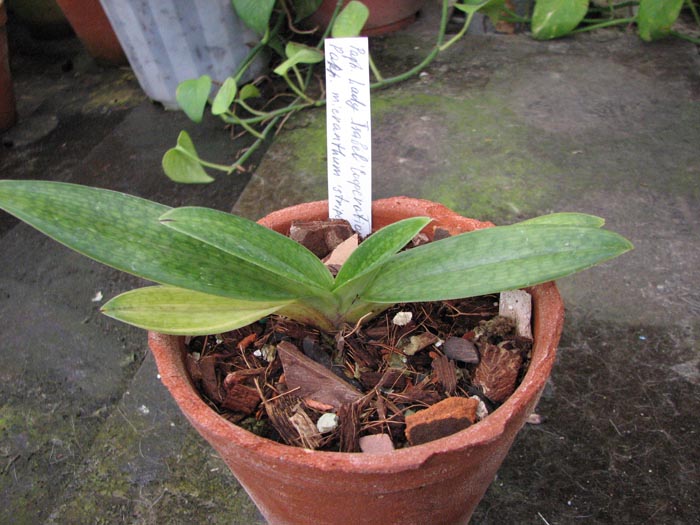 Paphiopedilum Lady Isabel Cooperation x Paphiopedilum micranthum stripe.jpg