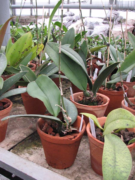 Psychopsis Kalihi Big.jpg