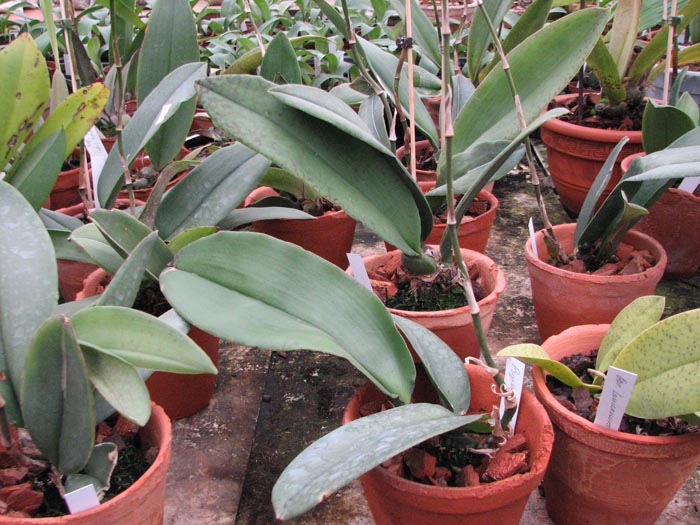 Psychopsis Kalihi Big1.jpg