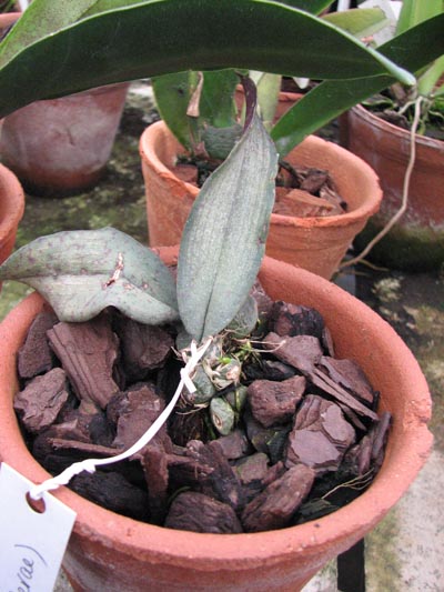 Oncidium Kalihi x (papilio x sanderae).jpg