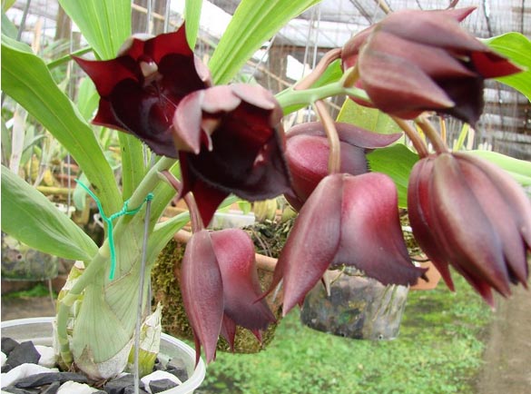 Ctsm (pileatum Oro Verde x Imperiallis) x vinaceum.jpg