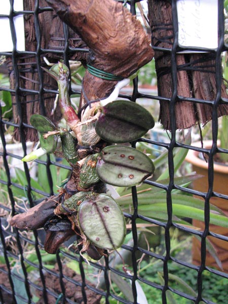 Sophronitis cernua 1.jpg