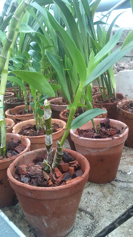 Dendrobium Oriental smile Fantasy.jpg