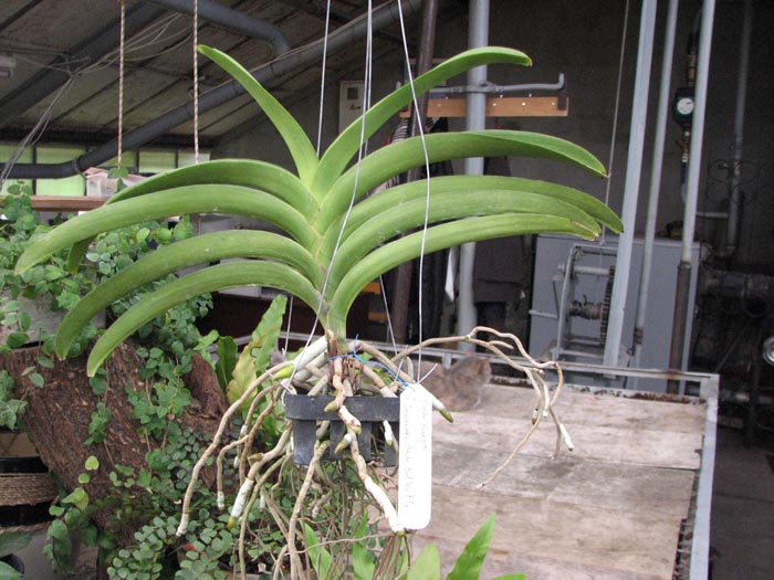 Ascocenda Rakjai x Vanda Devaraks - Ascocenda Butter Fly 2.jpg