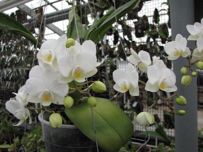 phal hybrid 1.jpg