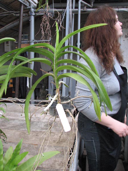 Vanda insignis x Vanda Mimi Palmer1.jpg
