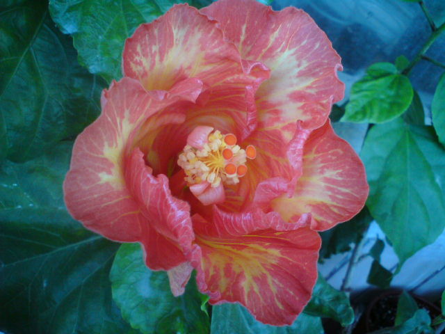 DSC02957.JPG