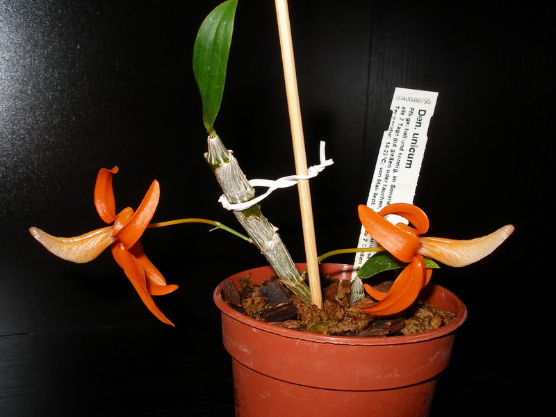 Dendrobium unicum Schwerter 160511