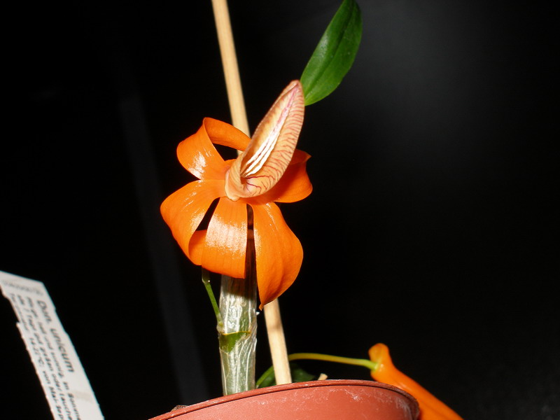 Dendrobium unicum Schwerter 130511