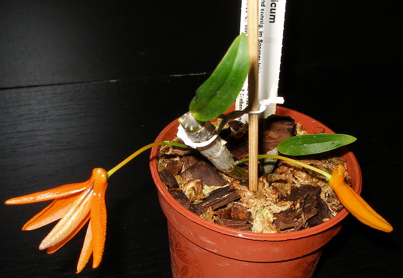 Dendrobium unicum Schwerter 120511