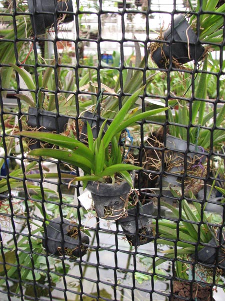 Tolumnea Linda Shangrilla x Golden Sunset.jpg