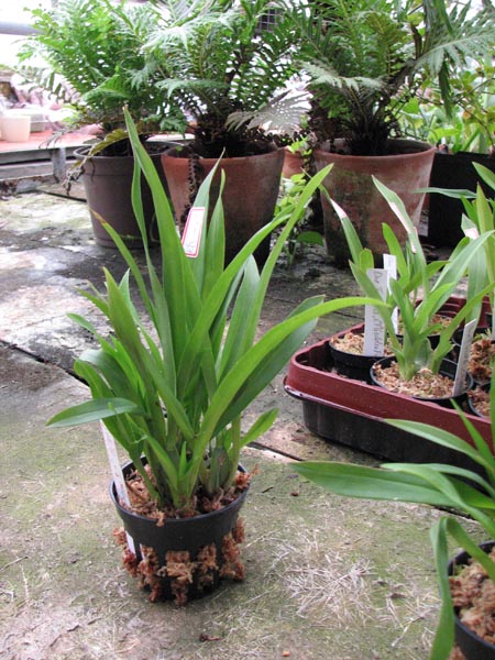 Onc Twinkle CT Flamingo.jpg