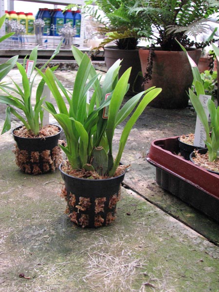 Oncidium Twinkle Fragrance Fantasy.jpg