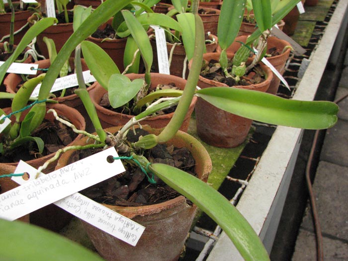 Cattleya trianae trilabelo AWZ x Cattleya trianae aquinada AWZ 1.jpg