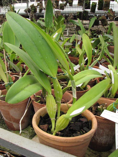 Cattleya trianae Fine Variety (98-8) x Cattleya trianae orlata rosea AWZ.jpg