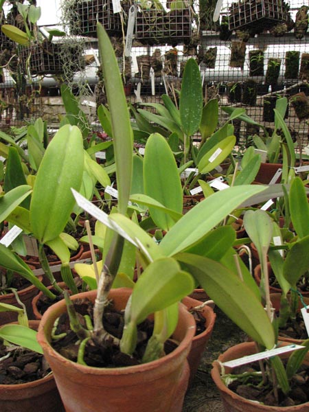 Cattleya trianae Junio (12-8) x Cattleya trianae Sangre de Toro II (25-8).jpg
