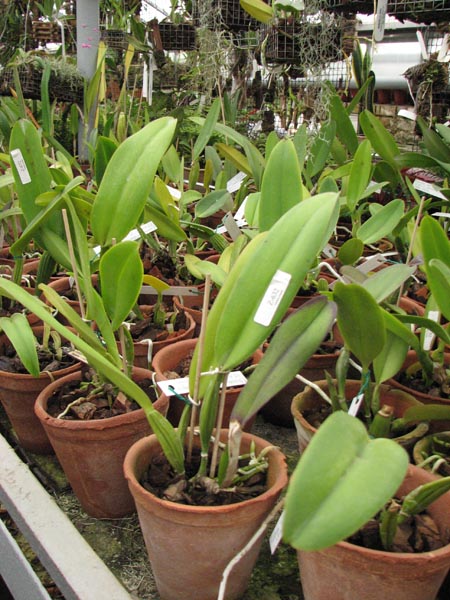 Cattleya trianae pincelada Taky-Huaylla x Cattleya trianae integra orlata vinho.jpg