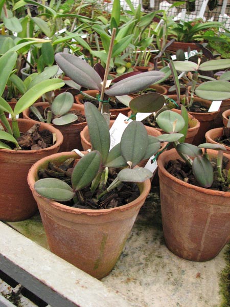 Cattleya schilleriana verde (green) (A Entringer) x SELF.jpg