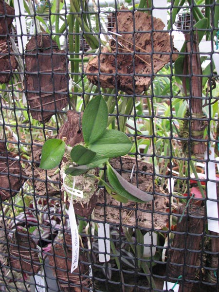 Laelia alaori.jpg