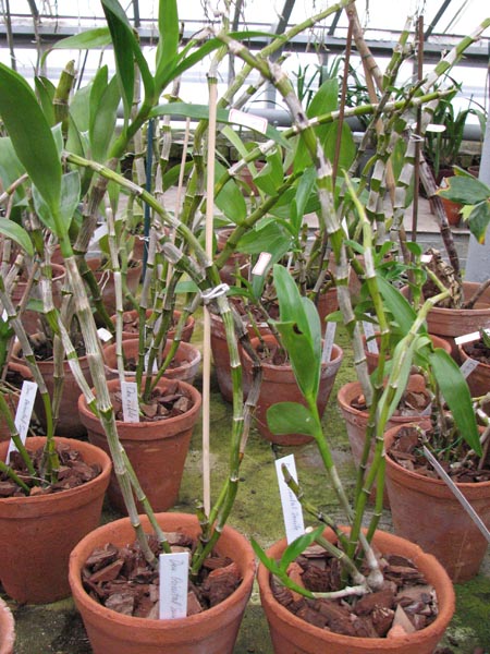 Den Oriental Smile Fantasy.jpg