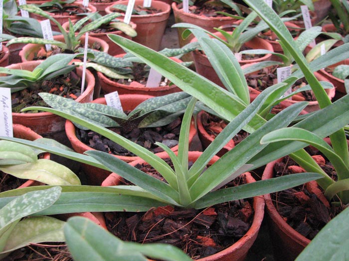 Paphiopedilum hirsutissimum.jpg