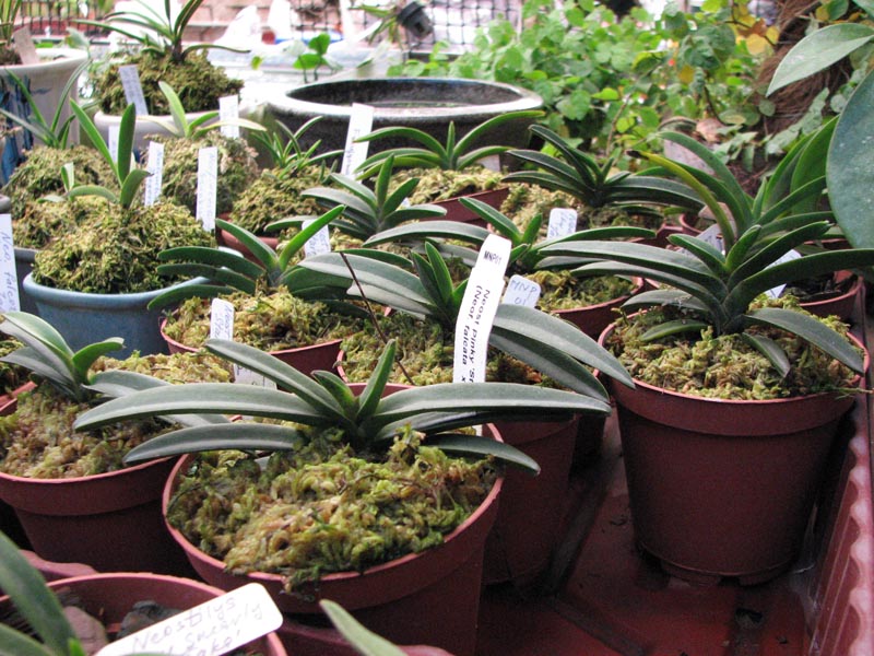 Neostillis Pinky Starry Night.jpg