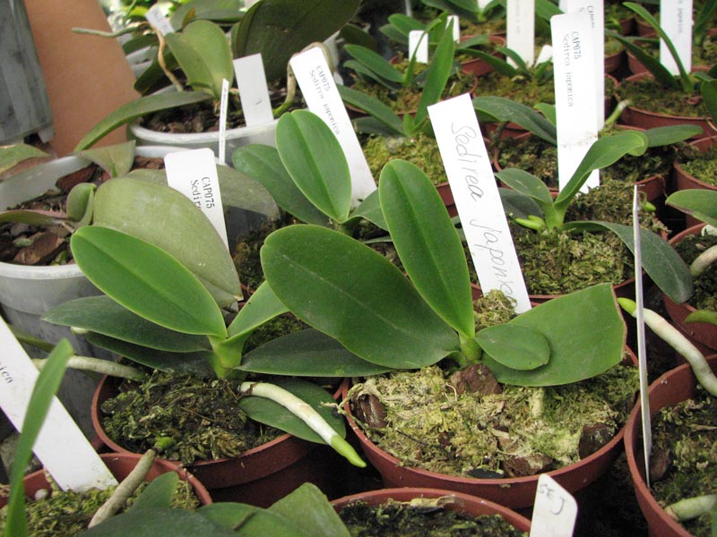 Sedirea japonica 2.jpg