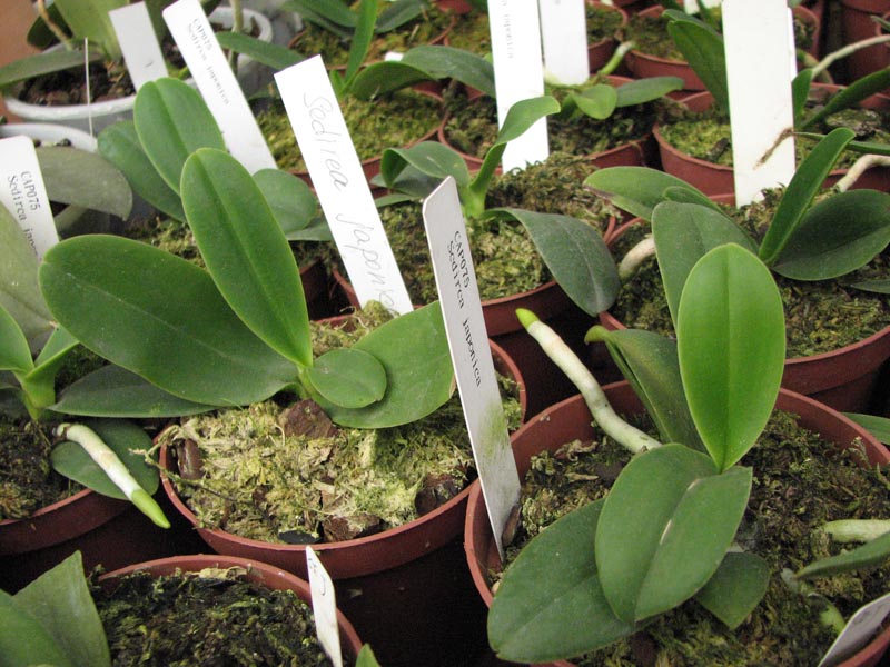 Sedirea japonica 3.jpg