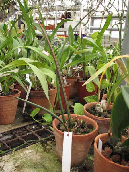 Oncidium ascendens.jpg