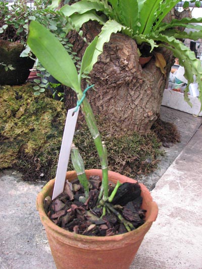 Guarianthe aurantiaca.jpg