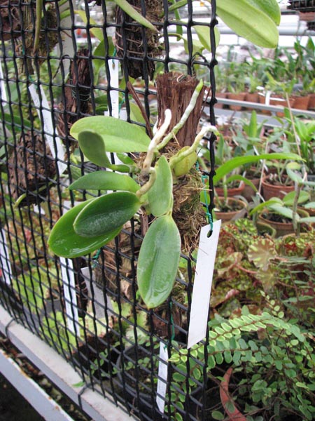 Laelia pumila Topazio Vermelho (Z-71) x Laelia pumila Granada.jpg