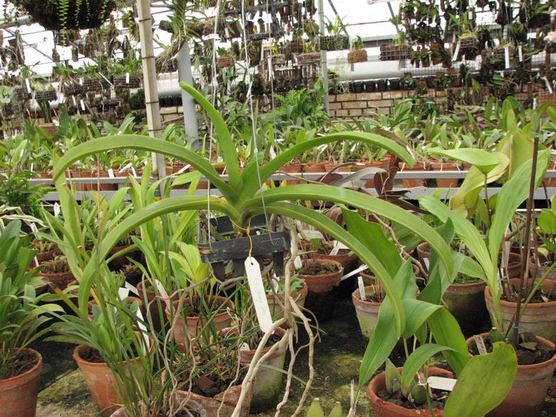 Rhynchovanda Chang Thai 1.jpg