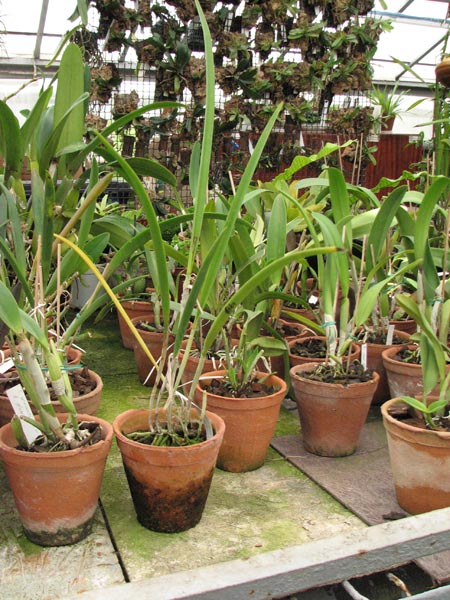 Rhynchovola David Sander.jpg