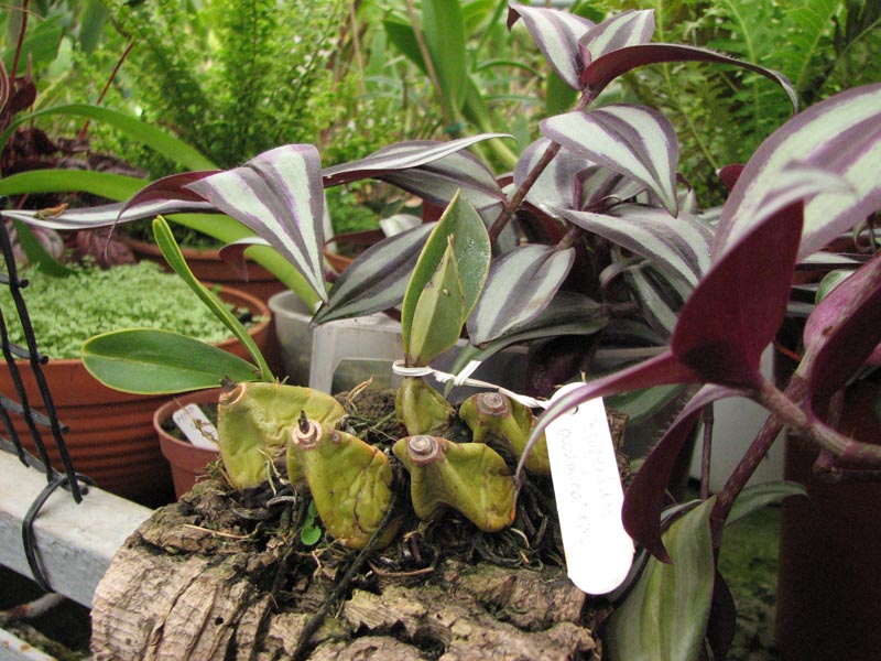 Epigenium acuminatum.jpg