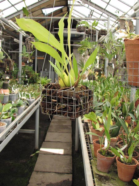 Coryanthes macrantha.jpg