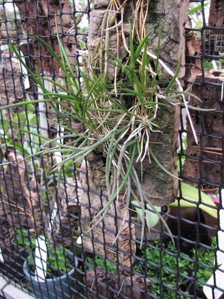 Dendrobium pachyglossum.jpg