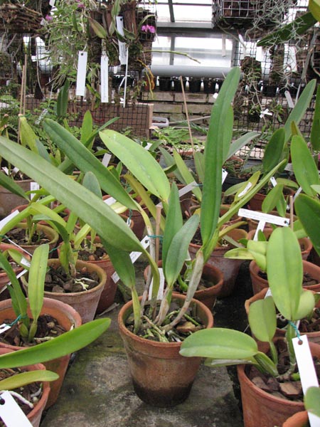Laelia lobata caerulea.jpg