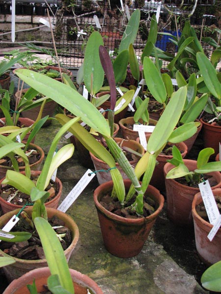 Cattleya warneri integra Evandro Perini x Cattleya warneri inegra-orlata-pincelada Leonor.jpg