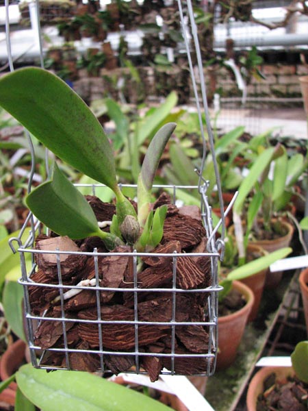 Laelia alaori x sincorana.jpg