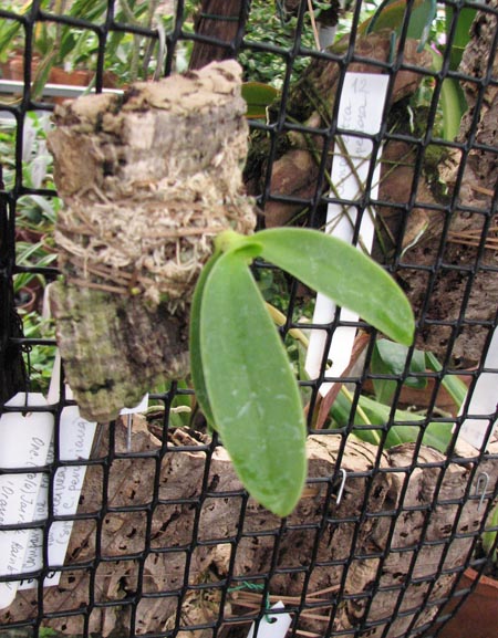 Sedirea japonica 1.jpg