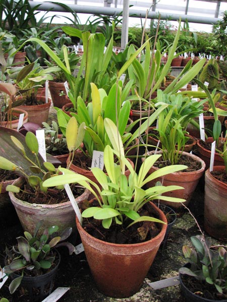 Masdevallia notosibirica.jpg