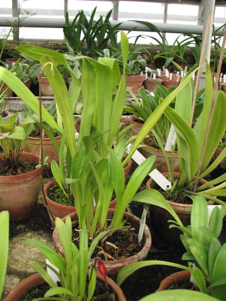 Dracula deltoidea.jpg