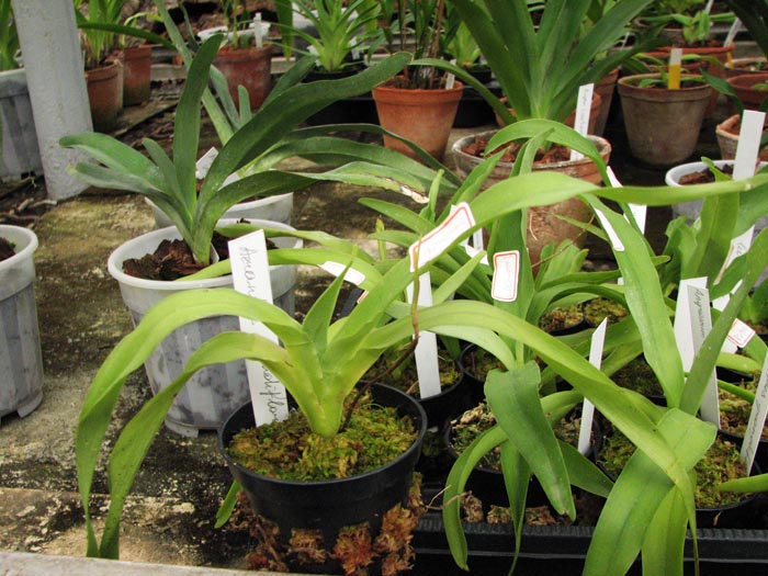 Aeranthes grandiflora 2.jpg