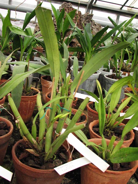 Trichopilia laxa.jpg