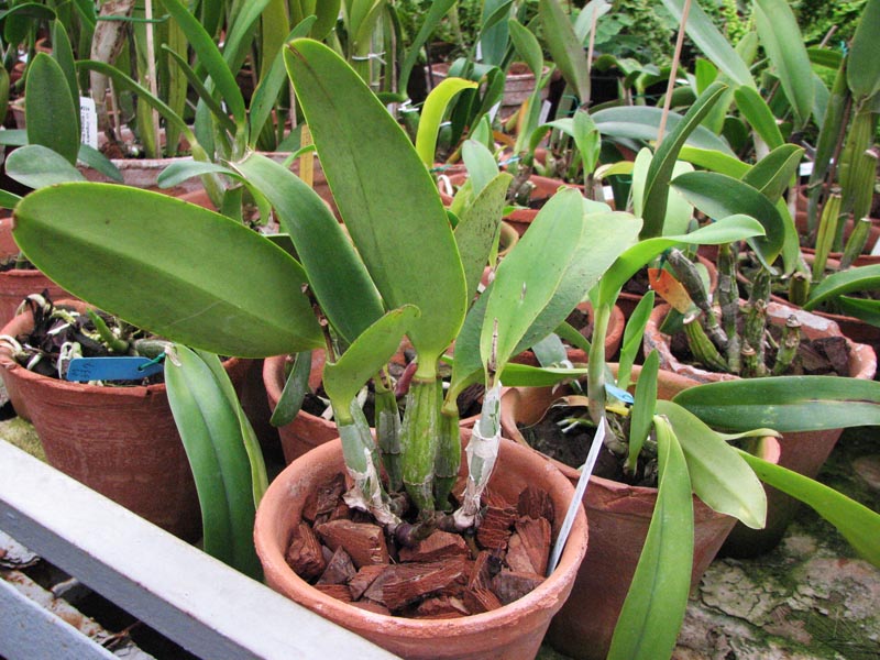 Laeliocattleya Aloha Case Ching Hua.jpg