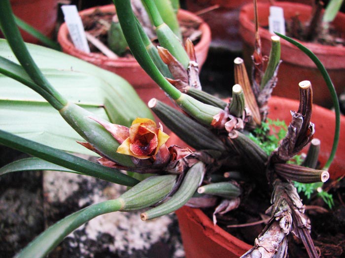 Maxillaria cogniauxiana 1.jpg