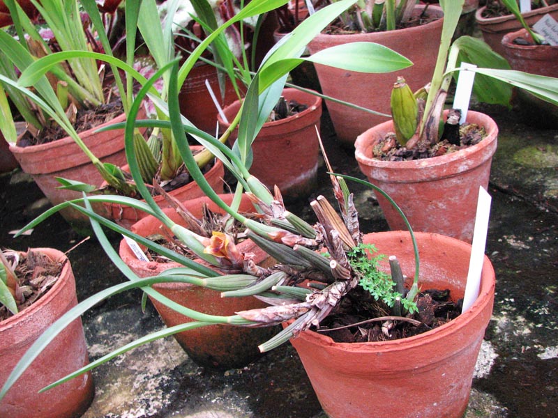 Maxillaria cogniauxiana.jpg