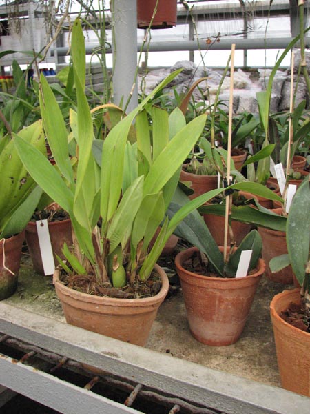 Maxillaria huebschii.jpg